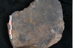 Foto (Detailansicht) von Cupanites novae zeelandiae Ettingshausen (NHMW-GEO-2024-0188-10249)